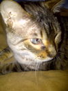 Shak