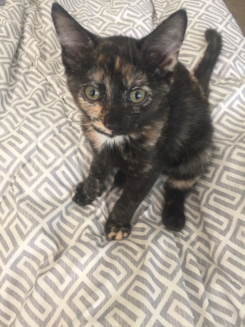 Kit