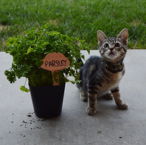 Parsley