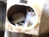 Kitty