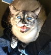 Catalina
