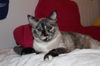 Catalina