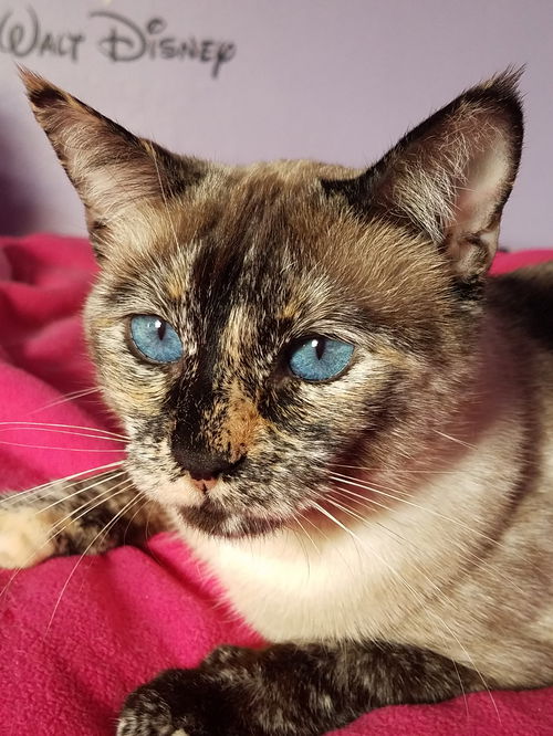 Catalina