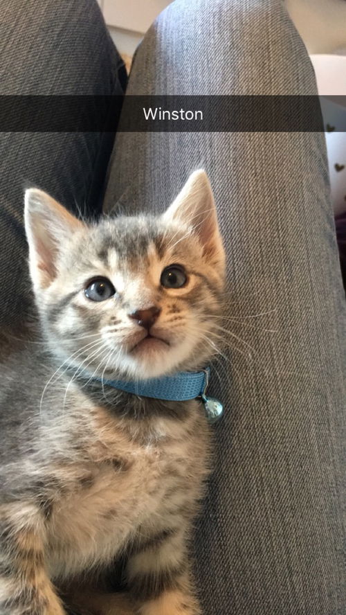 Winston