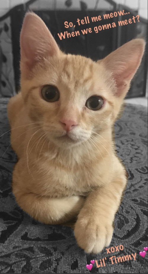 Little Timmy
