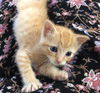Little Timmy