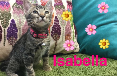 Isabella