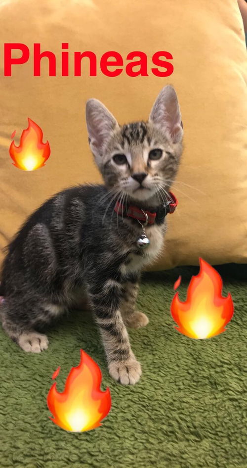 Phineas