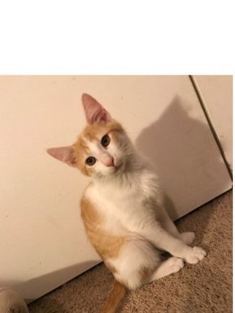 Ron
