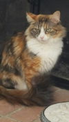 Lilly