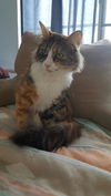 Lilly