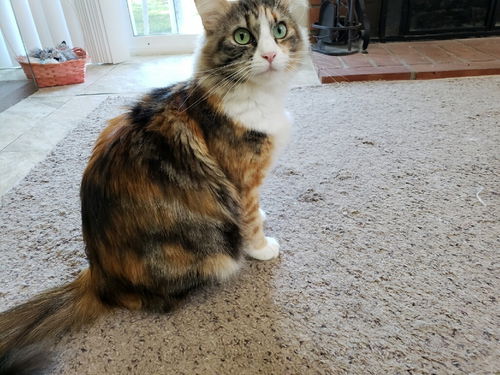 Lilly