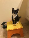 Chester