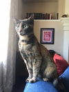 Astrid