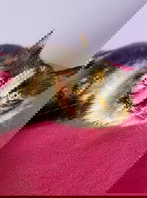 Bebe