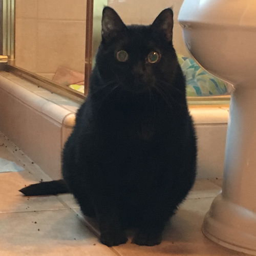 Blacky