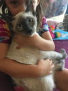 Jujube