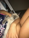 Jujube