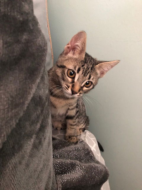 Luna Bella
