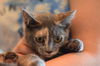 Jovie