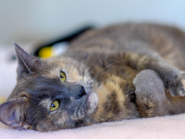 adoptable Cat in Mission Viejo, CA named Harper