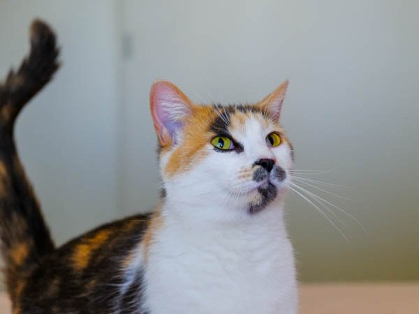 adoptable Cat in Mission Viejo, CA named Hattie