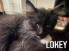 Lokey