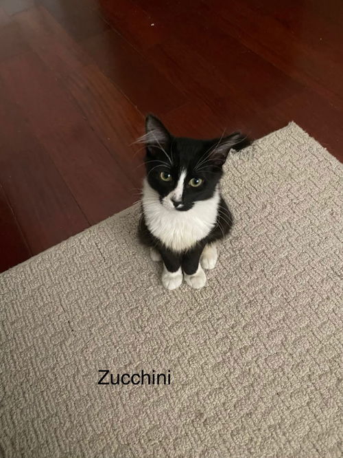 Zucchini