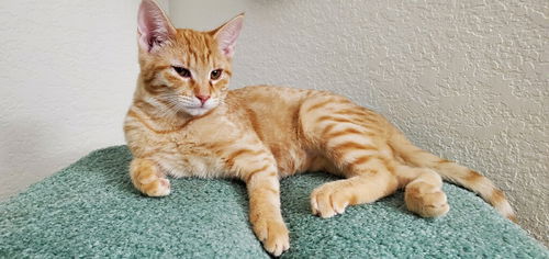 Shyloh