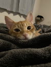 Biscuit