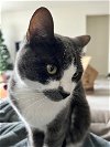 adoptable Cat in mission viejo, CA named Asher