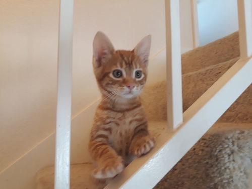 Rudi