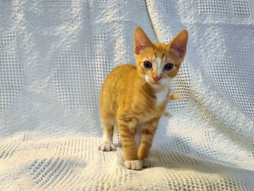 Clementine