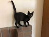 Wilber