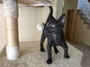 Wilber