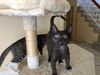 Wilber