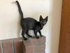 Wilber