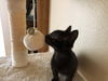 Wilber