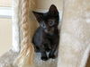 Wilber