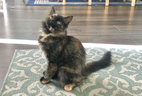 Lulubelle