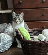 Betsie