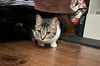 Betsie