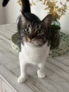 Betsie
