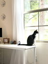 Betsie
