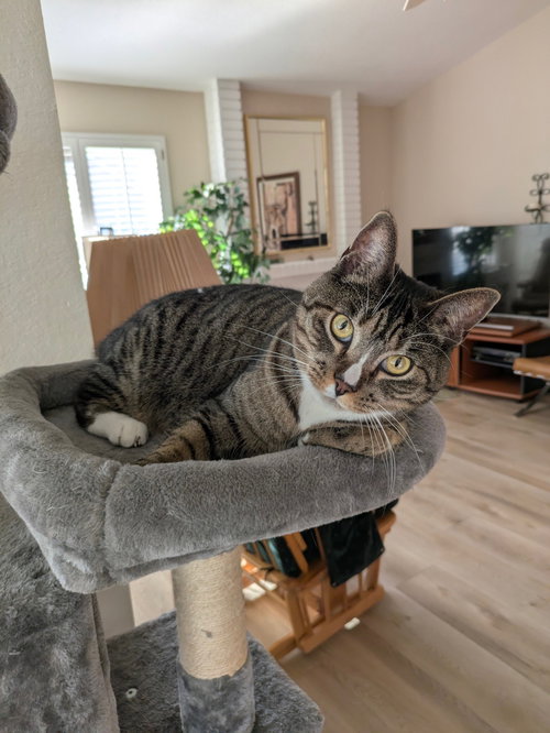 Josie, Adult Tabby / Domestic Short Hair / Mixed (short coat), cat for adoption in Westminster, California