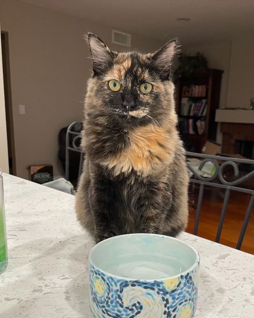 Shirlee