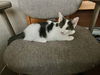 Chancy