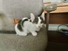 Chancy