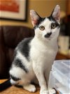 adoptable Cat in mission viejo, CA named Agatha