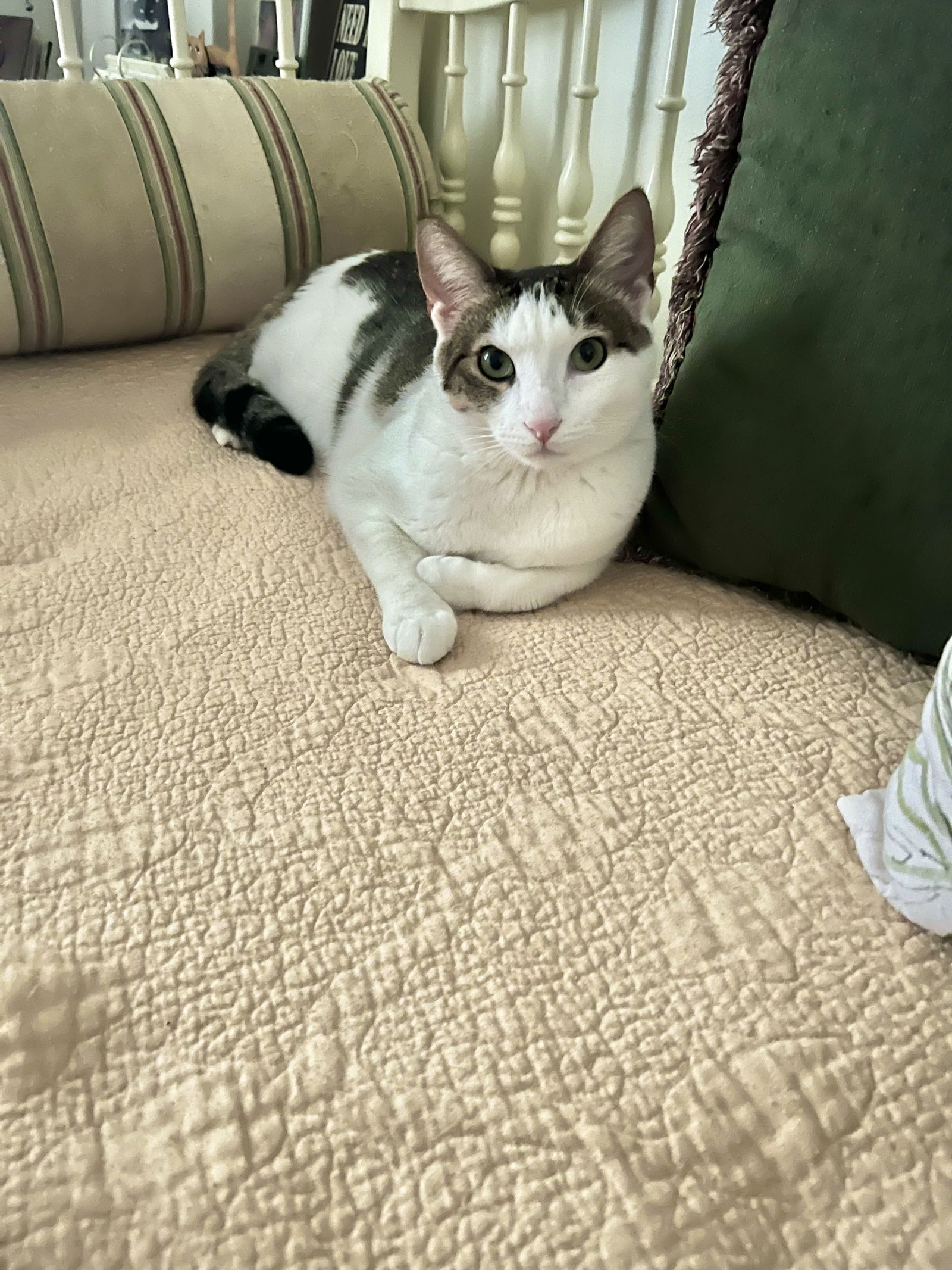 adoptable Cat in Mission Viejo, CA named Eddie